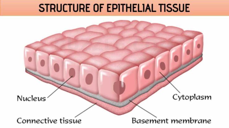 Structure of Epithelial Tissue 740x414 1